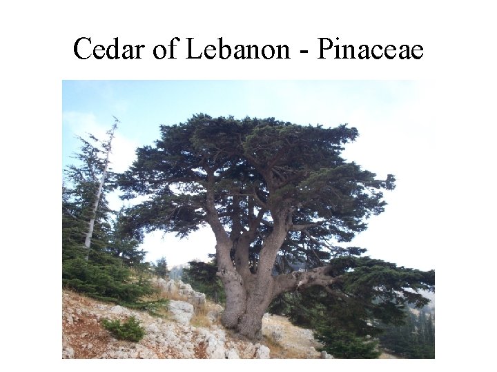 Cedar of Lebanon - Pinaceae 