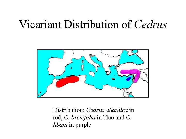 Vicariant Distribution of Cedrus Distribution: Cedrus atlantica in red, C. brevifolia in blue and