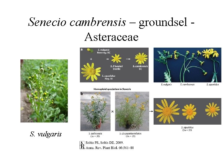 Senecio cambrensis – groundsel Asteraceae S. vulgaris 