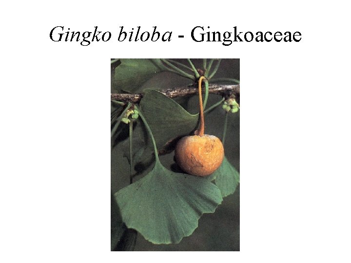 Gingko biloba - Gingkoaceae 
