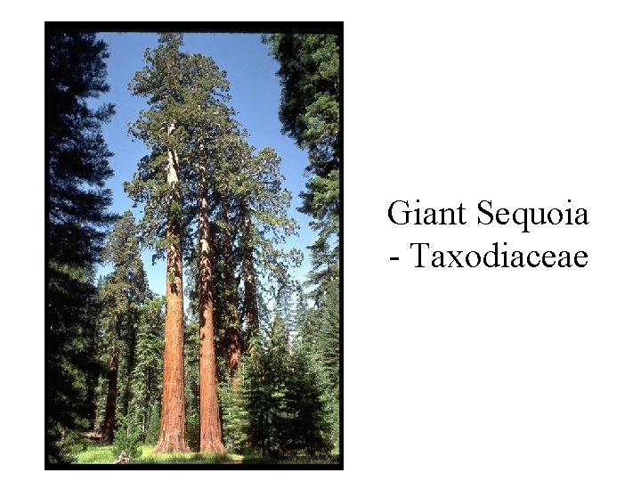Giant Sequoia - Taxodiaceae 
