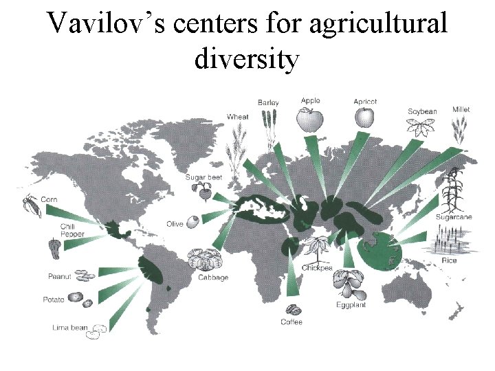 Vavilov’s centers for agricultural diversity 