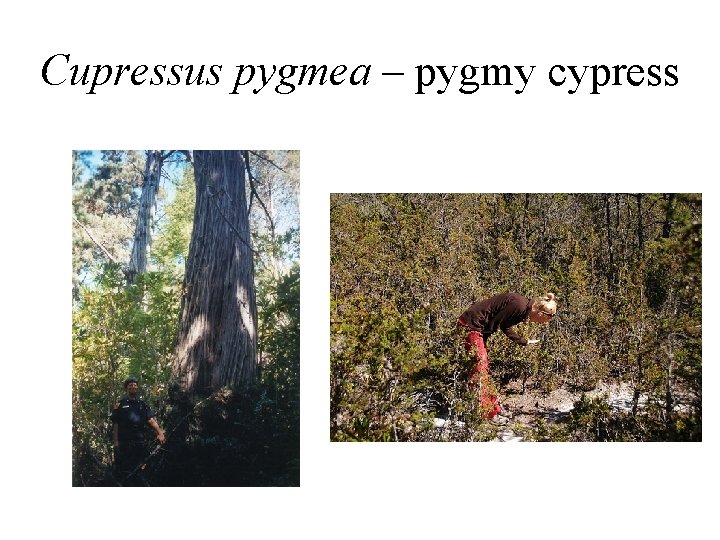 Cupressus pygmea – pygmy cypress 