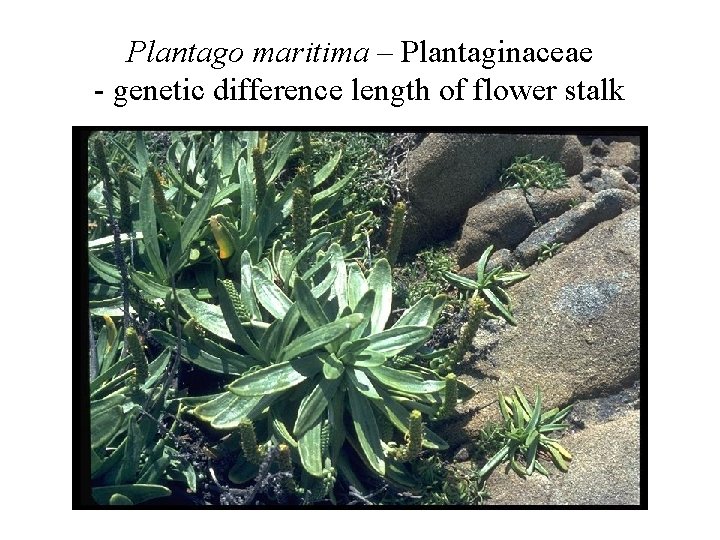 Plantago maritima – Plantaginaceae - genetic difference length of flower stalk 
