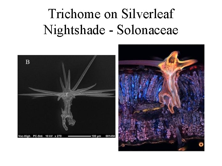 Trichome on Silverleaf Nightshade - Solonaceae 