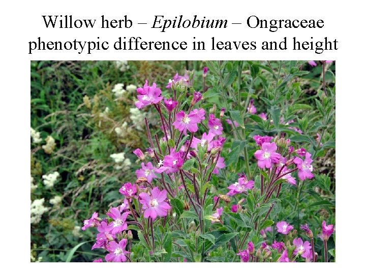 Willow herb – Epilobium – Ongraceae phenotypic difference in leaves and height 