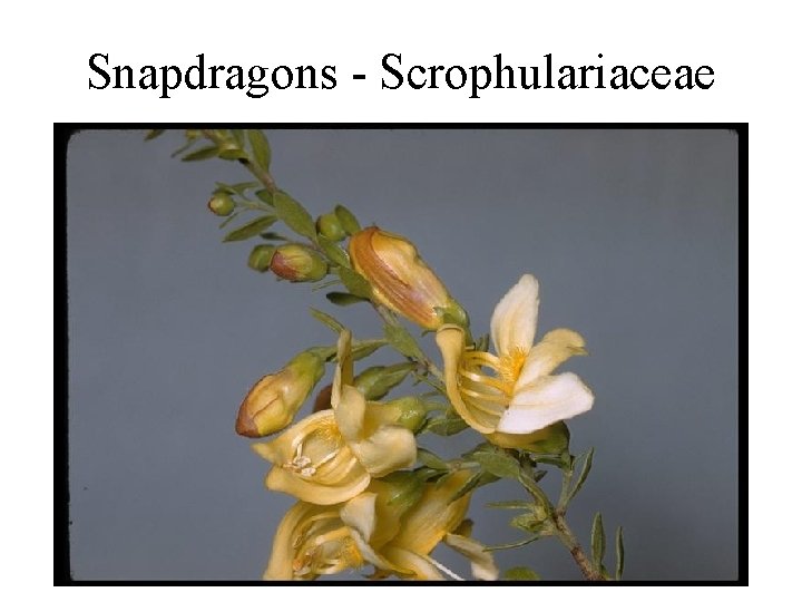 Snapdragons - Scrophulariaceae 