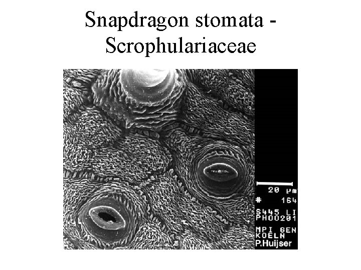 Snapdragon stomata Scrophulariaceae 