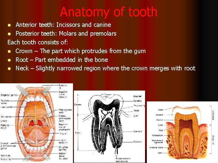 Anatomy of tooth Anterior teeth: Incissors and canine l Posterior teeth: Molars and premolars