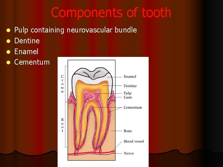 Components of tooth Pulp containing neurovascular bundle l Dentine l Enamel l Cementum l