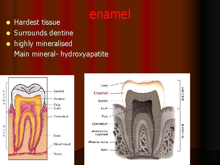 enamel Hardest tissue l Surrounds dentine l highly mineralised Main mineral- hydroxyapatite l 