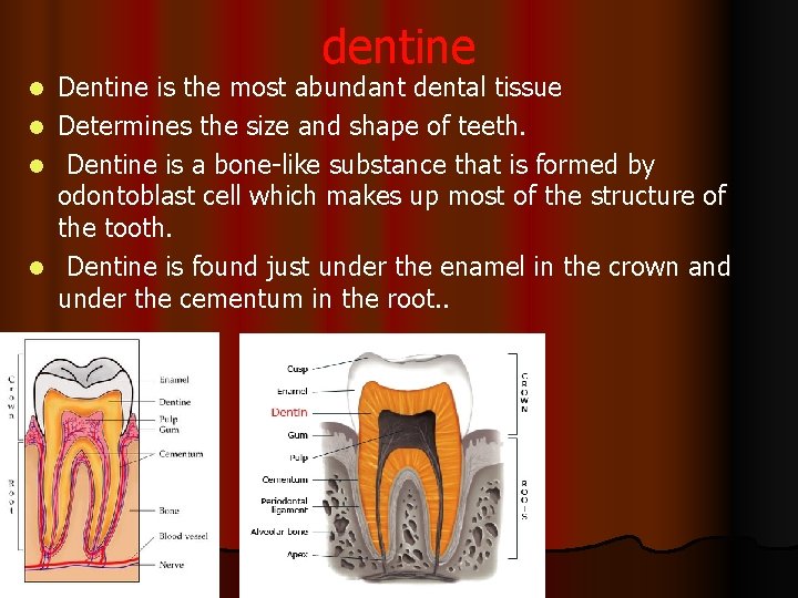 dentine Dentine is the most abundant dental tissue l Determines the size and shape