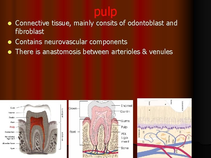 pulp Connective tissue, mainly consits of odontoblast and fibroblast l Contains neurovascular components l