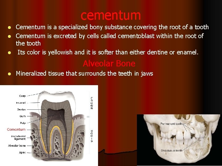 cementum Cementum is a specialized bony substance covering the root of a tooth l