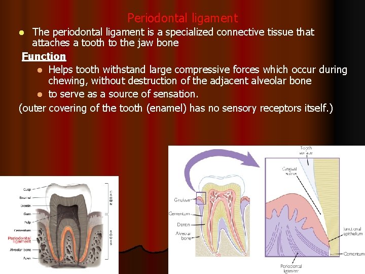 Periodontal ligament The periodontal ligament is a specialized connective tissue that attaches a tooth