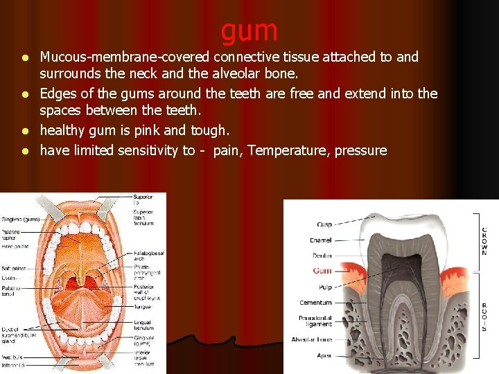 gum l l Mucous-membrane-covered connective tissue attached to and surrounds the neck and the