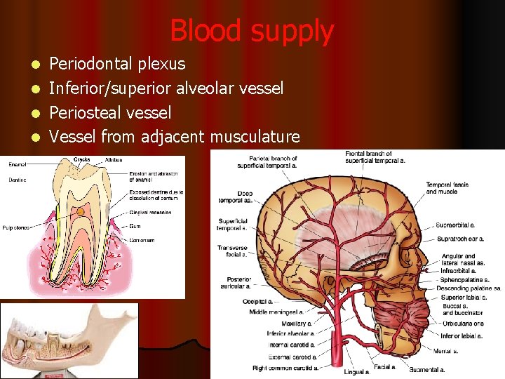 Blood supply Periodontal plexus l Inferior/superior alveolar vessel l Periosteal vessel l Vessel from