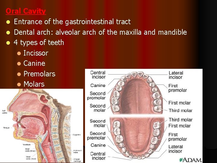 Oral Cavity l Entrance of the gastrointestinal tract l Dental arch: alveolar arch of