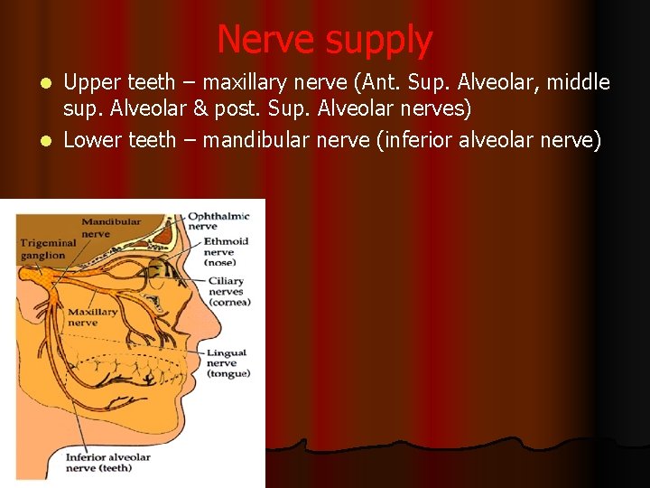 Nerve supply Upper teeth – maxillary nerve (Ant. Sup. Alveolar, middle sup. Alveolar &