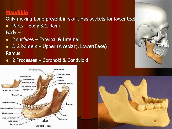 Mandible Only moving bone present in skull, Has sockets for lower teeth l Parts