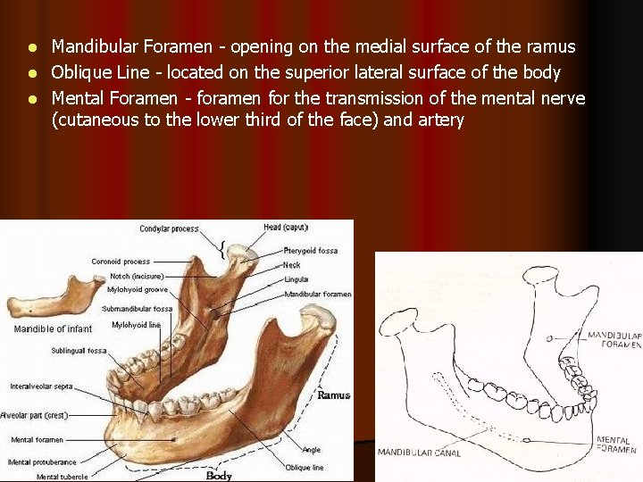 Mandibular Foramen - opening on the medial surface of the ramus l Oblique Line