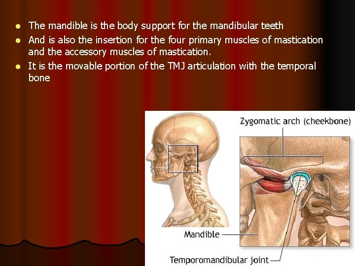 The mandible is the body support for the mandibular teeth l And is also