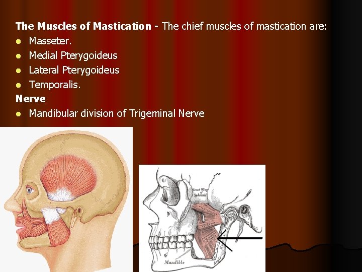 The Muscles of Mastication - The chief muscles of mastication are: l Masseter. l