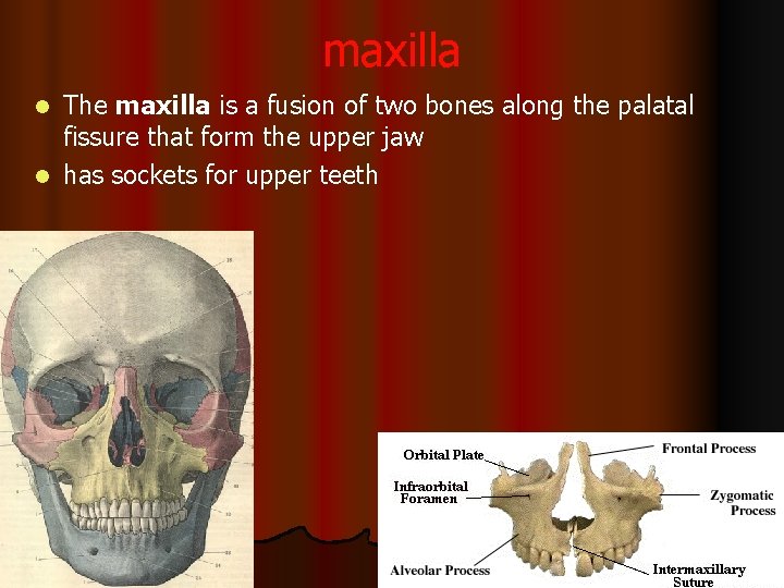 maxilla The maxilla is a fusion of two bones along the palatal fissure that