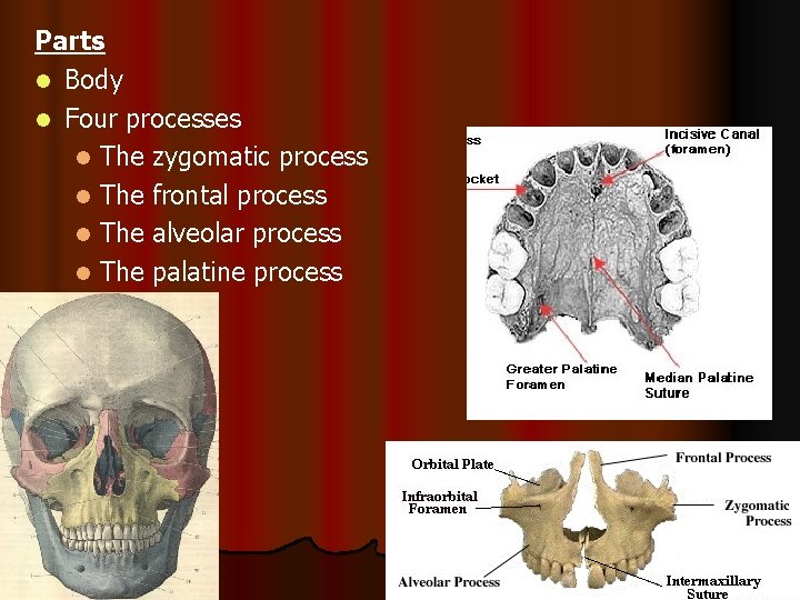 Parts l Body l Four processes l The zygomatic process l The frontal process