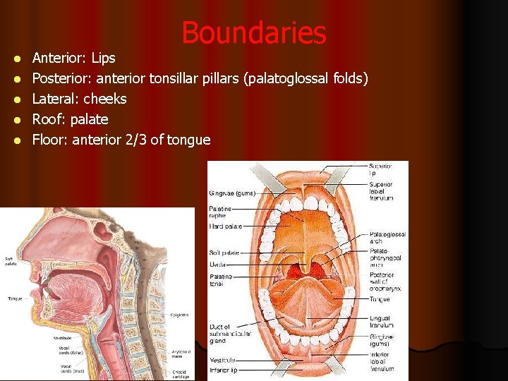 Boundaries l l l Anterior: Lips Posterior: anterior tonsillar pillars (palatoglossal folds) Lateral: cheeks