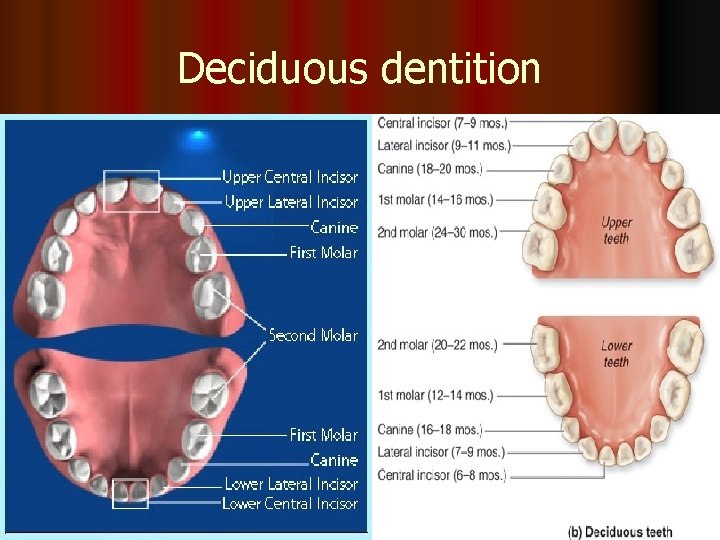 Deciduous dentition 