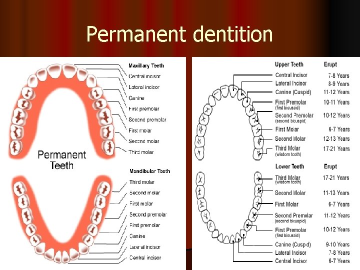 Permanent dentition 