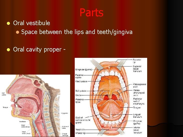 Parts l Oral vestibule l Space between the lips and teeth/gingiva l Oral cavity