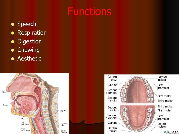 Functions l l l Speech Respiration Digestion Chewing Aesthetic 