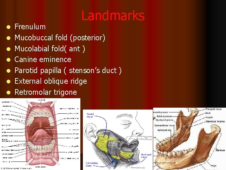Landmarks l l l l Frenulum Mucobuccal fold (posterior) Mucolabial fold( ant ) Canine