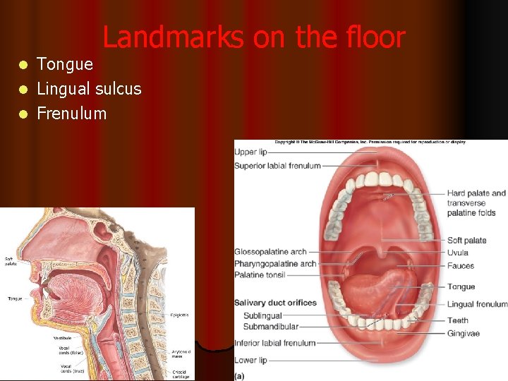 Landmarks on the floor Tongue l Lingual sulcus l Frenulum l 