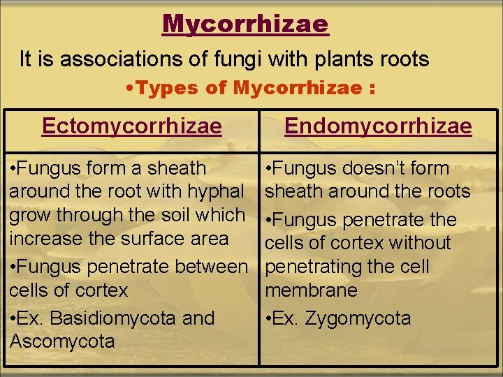 Mycorrhizae It is associations of fungi with plants roots • Types of Mycorrhizae :