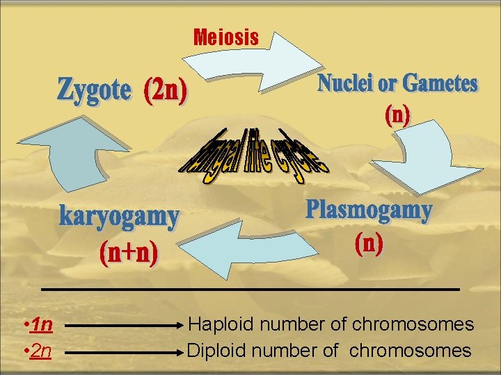 Meiosis • 1 n • 2 n Haploid number of chromosomes Diploid number of