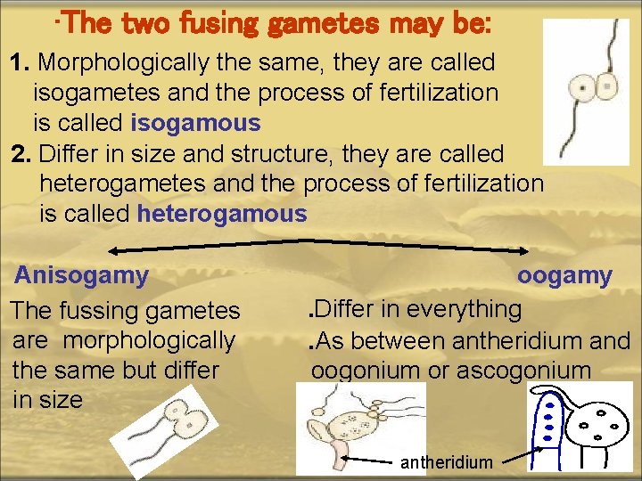  • The two fusing gametes may be: 1. Morphologically the same, they are