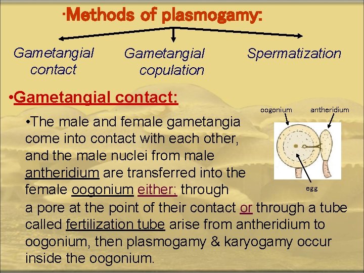  • Methods of plasmogamy: Gametangial contact Gametangial copulation • Gametangial contact: Spermatization oogonium