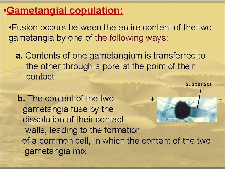  • Gametangial copulation: • Fusion occurs between the entire content of the two