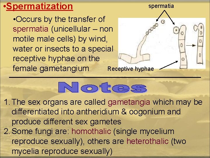  • Spermatization spermatia • Occurs by the transfer of spermatia (unicellular – non