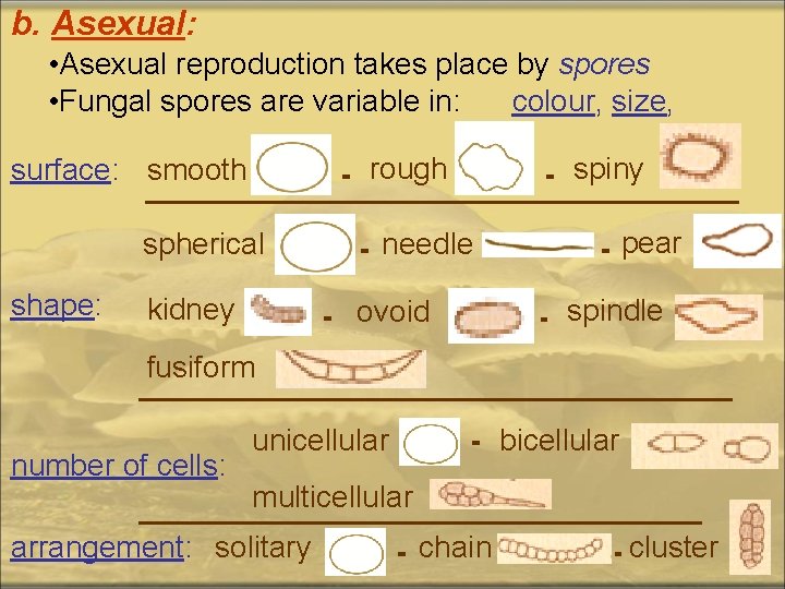 b. Asexual: • Asexual reproduction takes place by spores • Fungal spores are variable