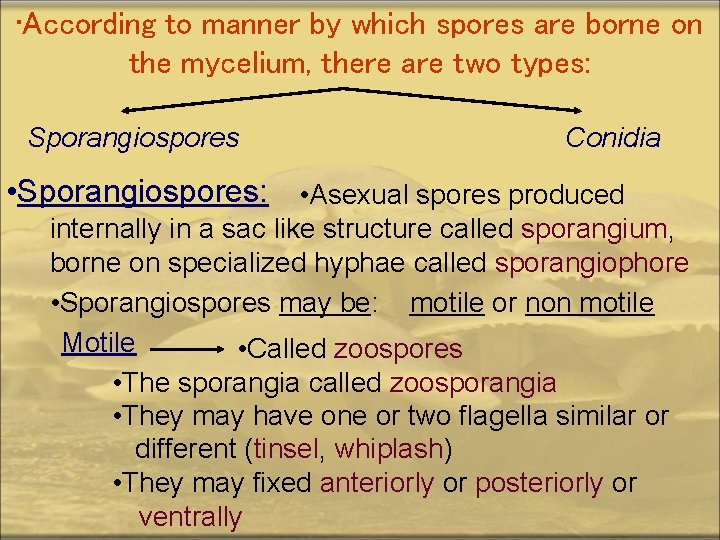  • According to manner by which spores are borne on the mycelium, there