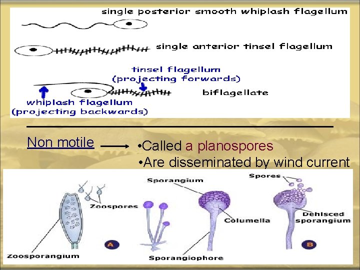 Non motile • Called a planospores • Are disseminated by wind current 