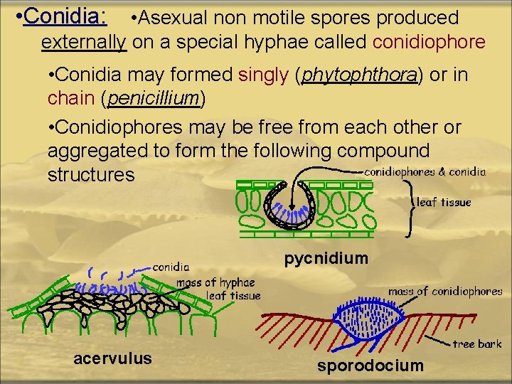  • Conidia: • Asexual non motile spores produced externally on a special hyphae