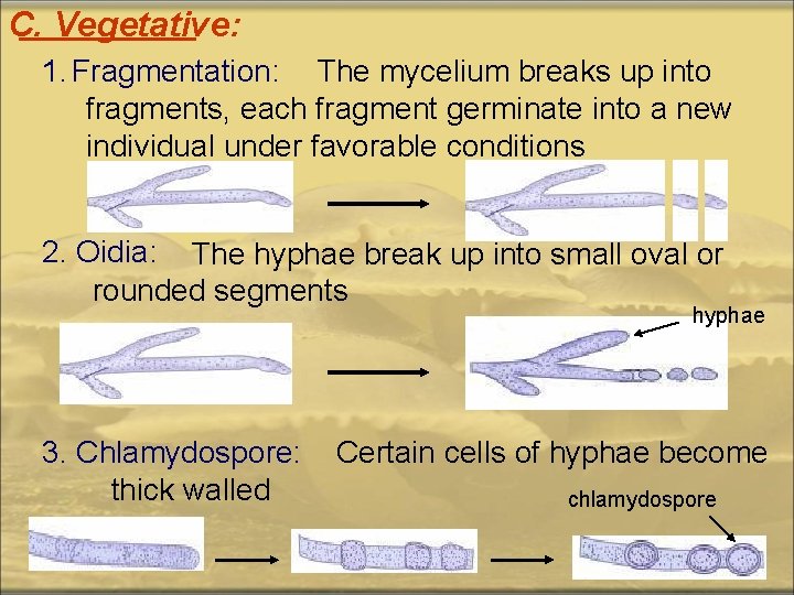 C. Vegetative: 1. Fragmentation: The mycelium breaks up into fragments, each fragment germinate into