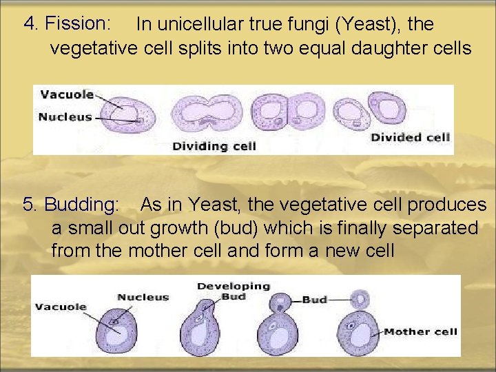 4. Fission: In unicellular true fungi (Yeast), the vegetative cell splits into two equal