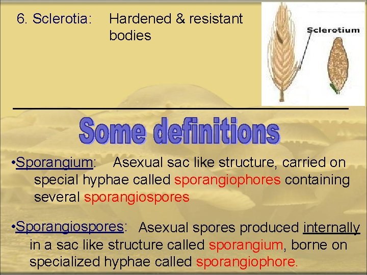 6. Sclerotia: Hardened & resistant bodies • Sporangium: Asexual sac like structure, carried on