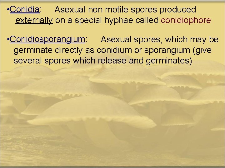  • Conidia: Asexual non motile spores produced externally on a special hyphae called